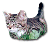 Hauskater Mikesch